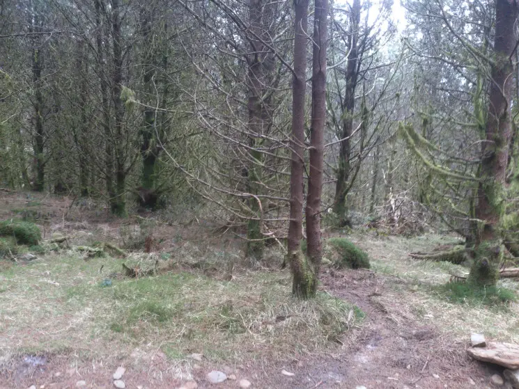 Whites Level Trail - Afan Forest