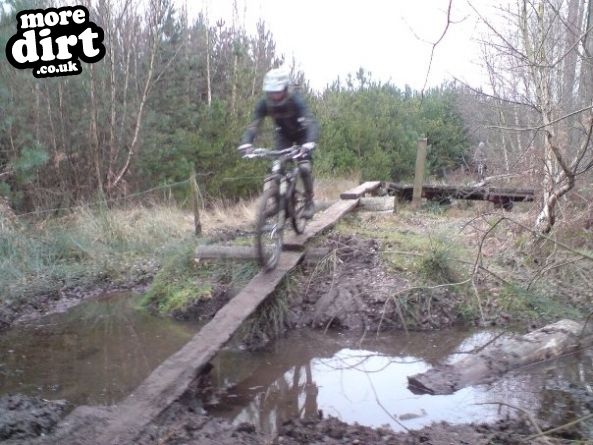 Follow the Dog Trail - Cannock Chase