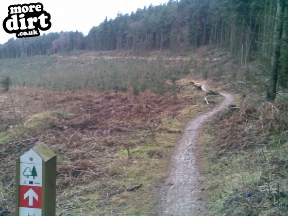 Dalby Forest Red Trail